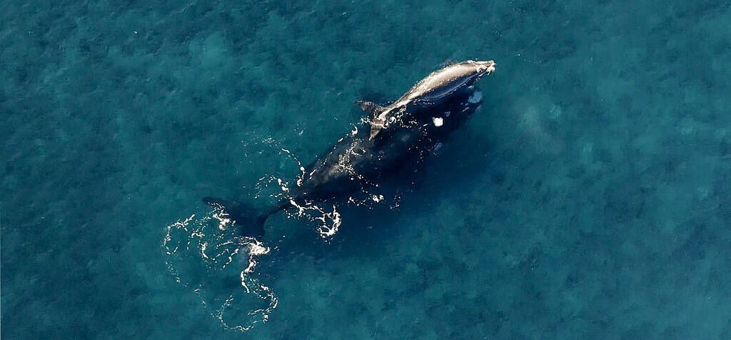 Whale Watching in Byron Bay