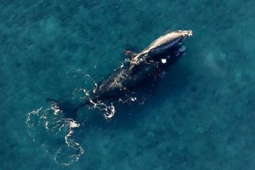 Whale Watching in Byron Bay