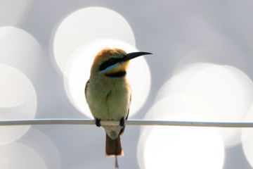 Bird watching at Elements of Byron