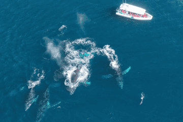Whale Watching in Byron Bay