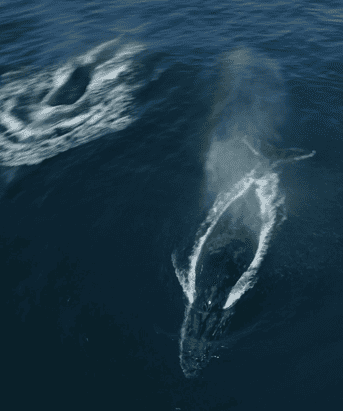 Whale watching in Byron Bay