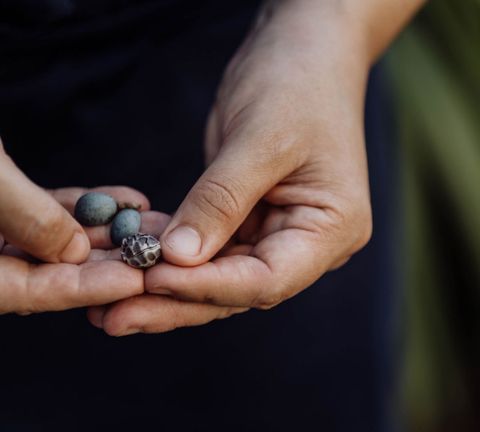 Foraged ingredients