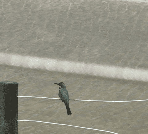 Rainbow Bee Eater