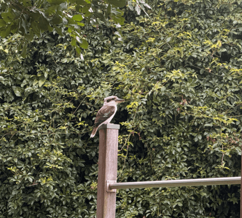 Kookaburra