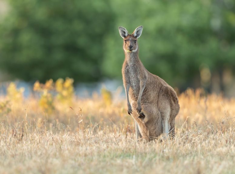 Kangaroo and joey