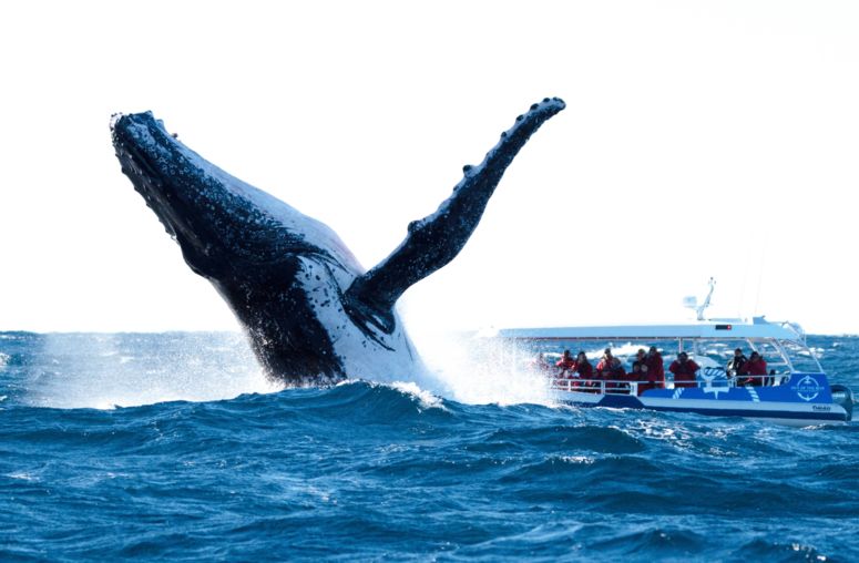 Whale watching in Byron Bay