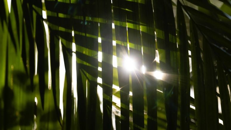 Rainforest walks | Elements of Byron