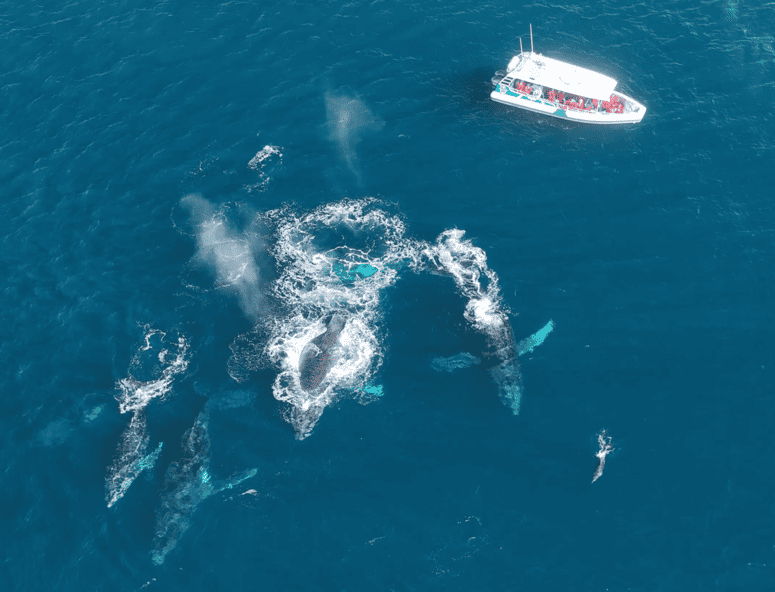 Whale Watching in Byron Bay